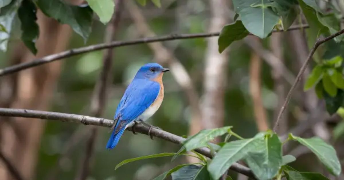 A blue bird perched on a branch in the woods, symbolizing themes in Stories Similar to Bluebird.