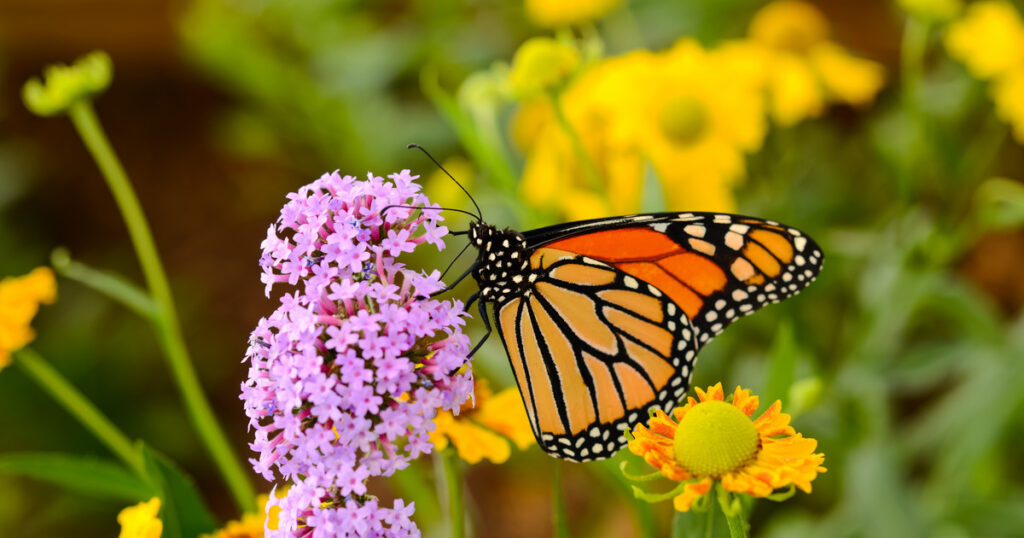 A monarch butterfly perched on a vibrant flower, illustrating the beauty of nature and how butterflies are created.
