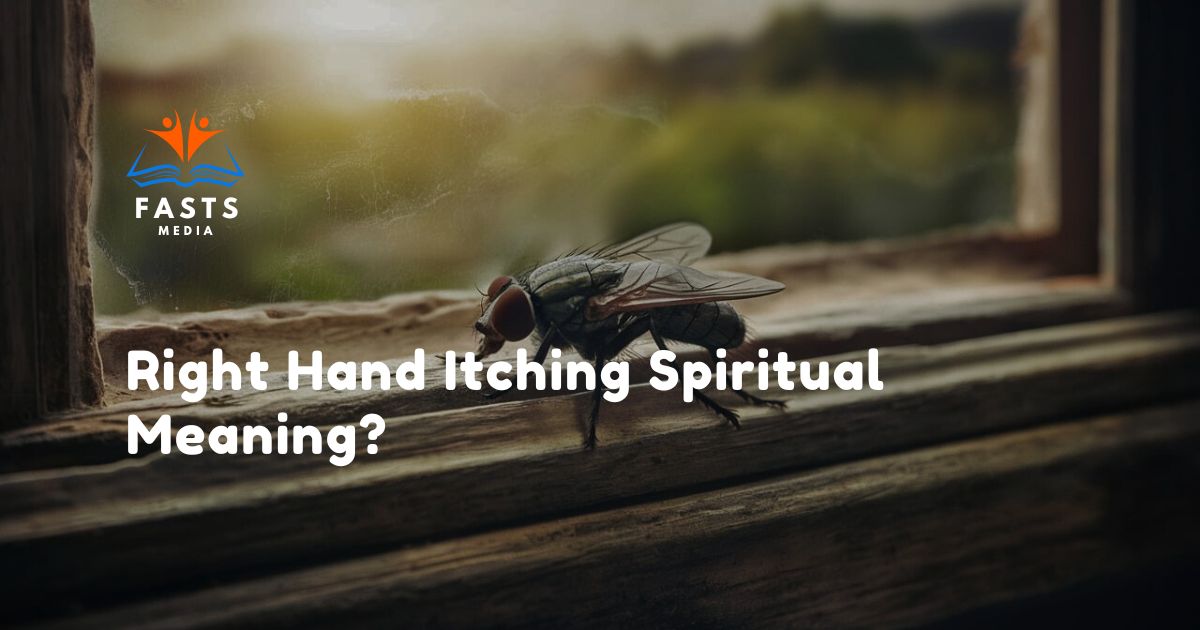 Spiritual Meaning Of Flies In Your House?